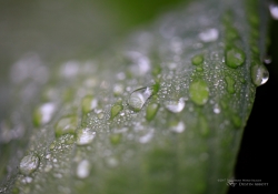 Raindrops Keep Falling-16