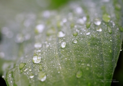 Raindrops Keep Falling-17