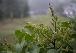 Raindrops Keep Falling-4