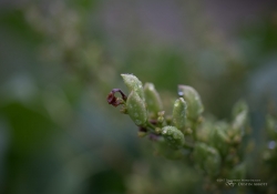 Raindrops Keep Falling-5