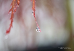 Raindrops Keep Falling-8