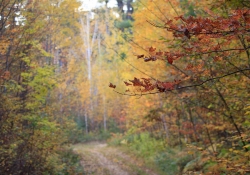 Autumn Path