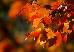 Autumn Inferno