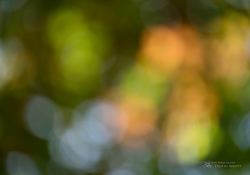 Defocused Bokeh