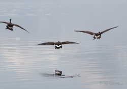 Flight