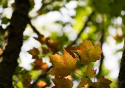 Leaves