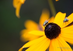 Magnification-2