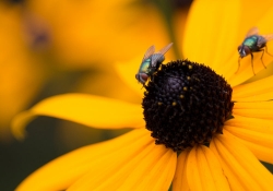 Magnification-3