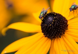 Magnification Crop