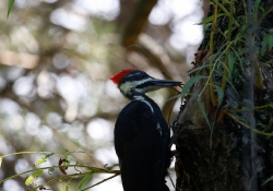 Woodpecker