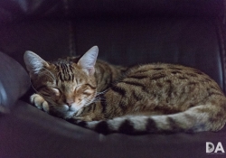 High ISO-2