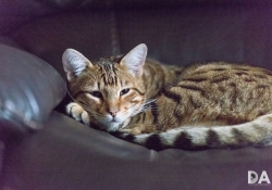 High ISO-3