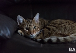 High ISO