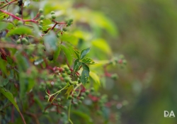 Creeping In (Canon EOS 6D Mark II)