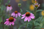 6D2 Flowers-10