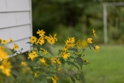 6D2 Flowers-11