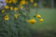 6D2 Flowers-12