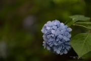 6D2 Flowers-2