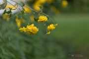 6D2 Flowers-3