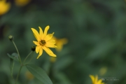 6D2 Flowers-4