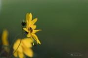 6D2 Flowers-5