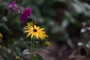 6D2 Flowers