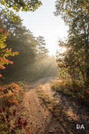 Morning Walk-12