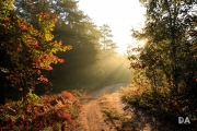 Morning Walk-13