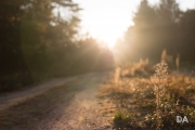 Morning Walk-14