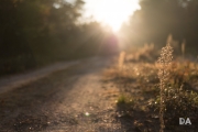 Morning Walk-15