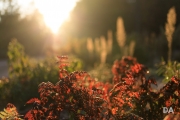 Morning Walk-16