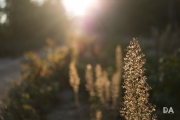 Morning Walk-17