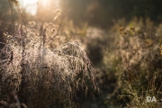 Morning Walk-21