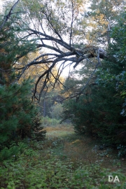 Morning Walk-25