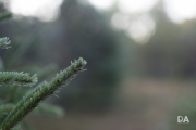 Morning Walk-6