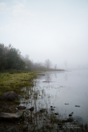 Foggy Morning Shots-4