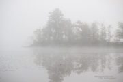 Foggy Morning Shots-5