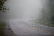Foggy Morning Shots-6