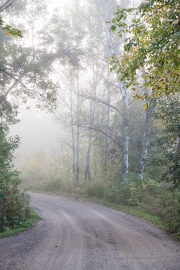 Foggy Morning Shots-8