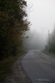 Foggy Morning Shots