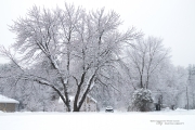 Another Snowstorm-2