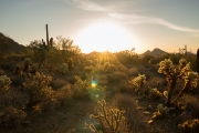 Arizona Samples-7