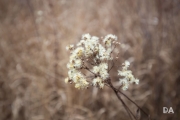 Tamron 17-35