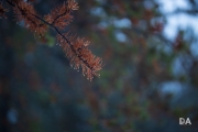 Tamron 85-8