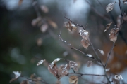 Tamron 85