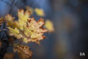 1_Autumn-Shots-2