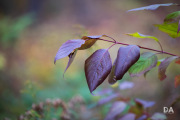 1_Autumn-Shots-5