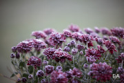 1_Autumn-Shots-8