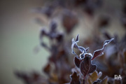 1_Autumn-Shots-9