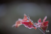 Autumn-Shots-10